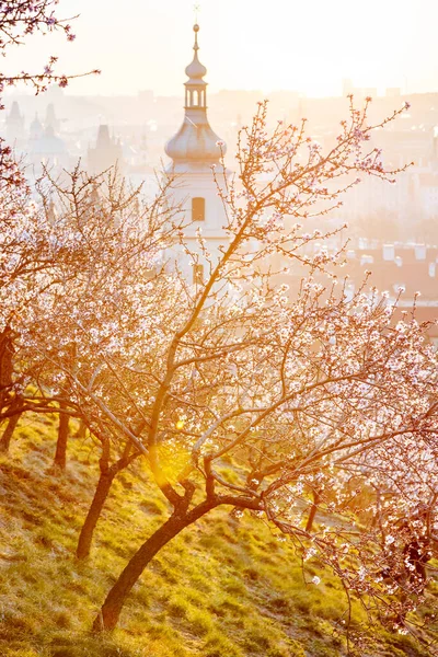 Petrin Hill Sunrise Lesser Town Praga República Checa — Foto de Stock