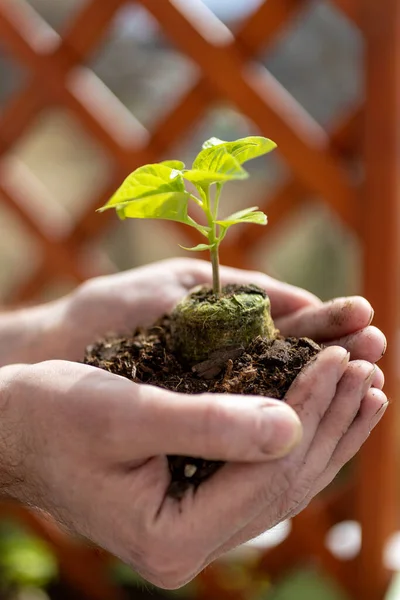 Giardinaggio Uomo Che Tiene Una Piantina Semenzaio Erba Basilico Nelle — Foto Stock