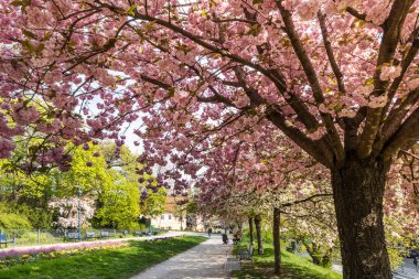 blooming spring park in Ujezd district, Lesser town, Prague Czech republic
