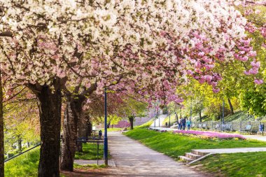 Ujezd ilçesindeki çiçek açan bahar parkı, Küçük kasaba, Prag Çek Cumhuriyeti