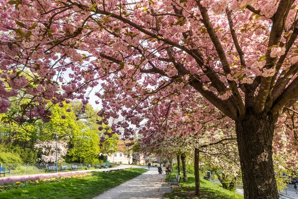 Ujezd ilçesindeki çiçek açan bahar parkı, Küçük kasaba, Prag Çek Cumhuriyeti