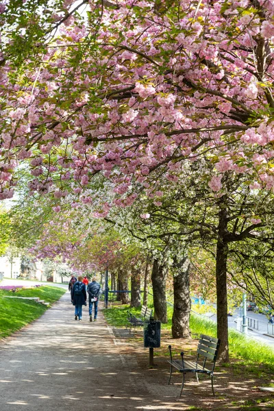 Ujezd ilçesindeki çiçek açan bahar parkı, Küçük kasaba, Prag Çek Cumhuriyeti