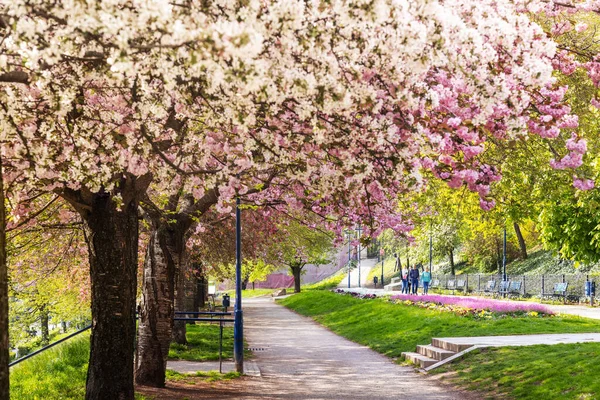Ujezd ilçesindeki çiçek açan bahar parkı, Küçük kasaba, Prag Çek Cumhuriyeti