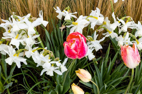 Frühling Der Stadt Narzissen Und Tulpen Burgberg Budapest Ungarn — Stockfoto