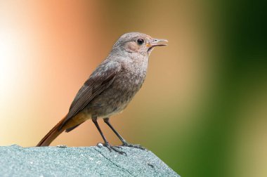 Dişi bir kızıl yiyecek arıyor.