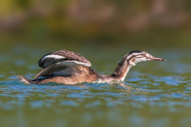 Genç bir ibikli yaban domuzu yavrusu gölette ilk uçuşuna başlıyor.