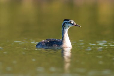 Genç, büyük bir ibikli yunus yavrusu gölette yüzüyor.