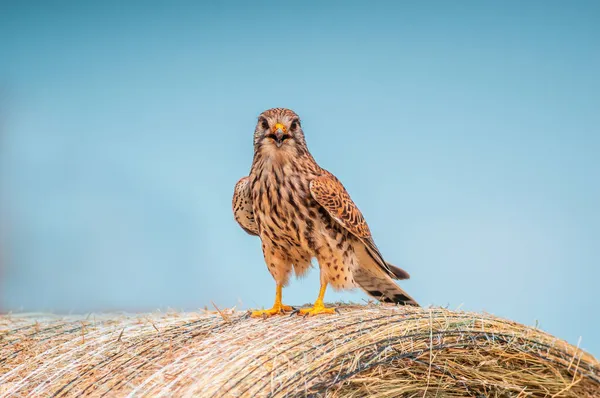 Ein Junger Falke Auf Der Jagd Nach Beute — Stockfoto