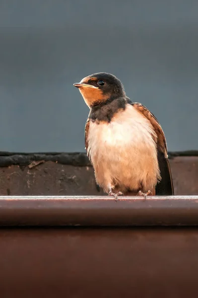 Young Barn Swallow Feeding — Stock Photo, Image