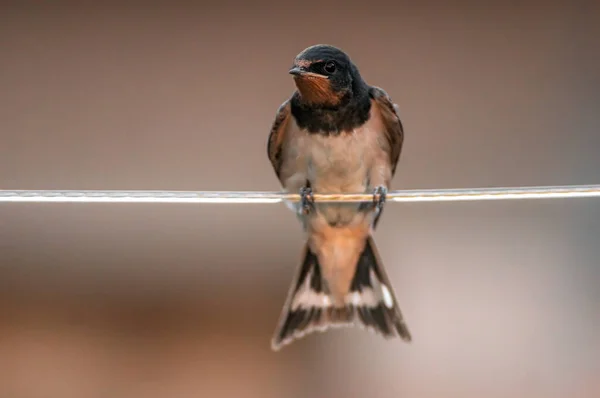 Young Barn Swallow Feeding — Stock Photo, Image