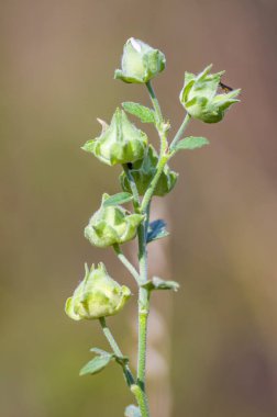 Sabahın ilk ışıklarıyla kapalı şekerleme çiçekleri