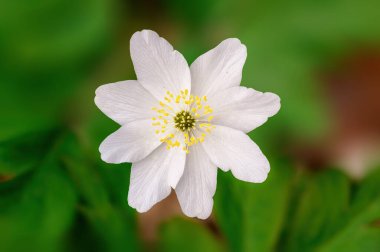 Ormanda narin, beyaz bir şakayık çiçeği.