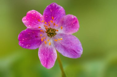 Ormanda narin, mor bir ahşap şakayık çiçeği