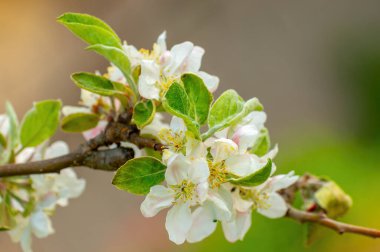 Narin bir elma dalda çiçek açar.
