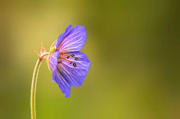Bec Pie Violet Fleurit Dans Une Prairie — Photo