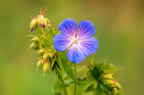 Bec Pie Violet Fleurit Dans Une Prairie — Photo