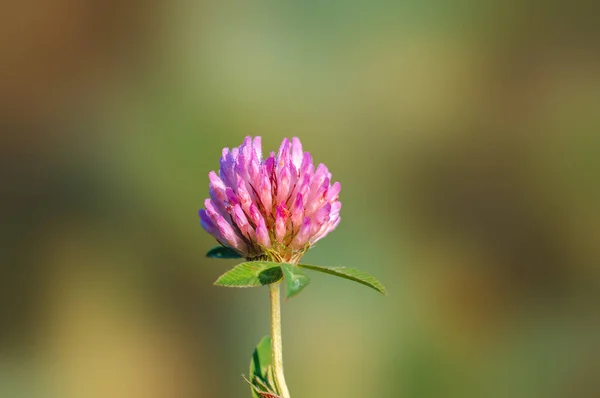 Egy Rózsaszín Lóhere Virágzás Reggeli Fényben — Stock Fotó