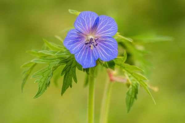 Bec Pie Violet Fleurit Dans Une Prairie — Photo