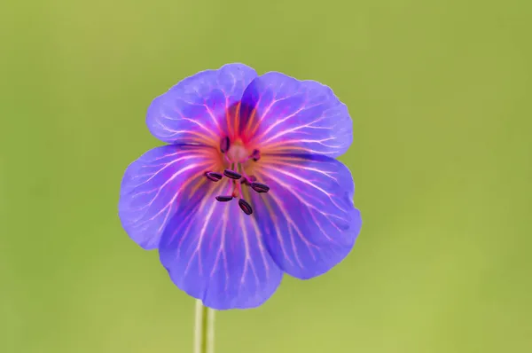 Purpurowe Kwiaty Żurawia Łące — Zdjęcie stockowe