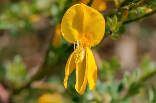 Una Flor Amarilla Dorada Luz Mañana — Foto de Stock