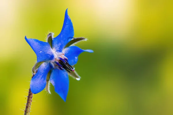 Borage Azul Forte Floresce Luz Manhã — Fotografia de Stock