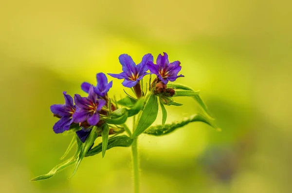 Uma Delicada Flores Roxas Uma Floresta — Fotografia de Stock