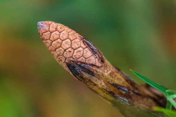 Closed Field Horsetail Blossom Morning Light — Stock Photo, Image