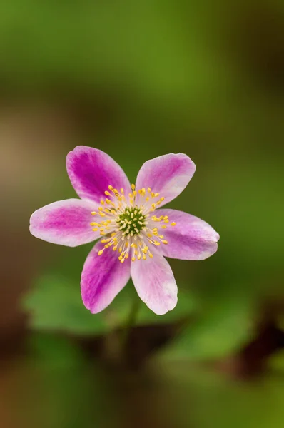 Delicate Purple Wood Anemone Flowers Forest — Stock Photo, Image