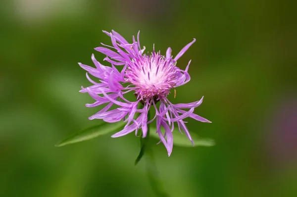 Vigorous Pink Cornflower Bloom Morning Light — Stock Photo, Image