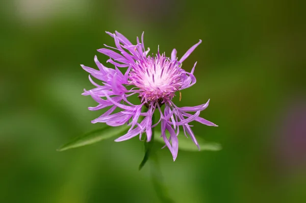 Kraftig Rosa Blåklint Blomma Morgonljuset — Stockfoto