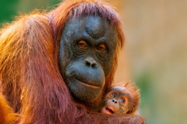 Bir orangutan anne bebeğiyle ilgilenir.