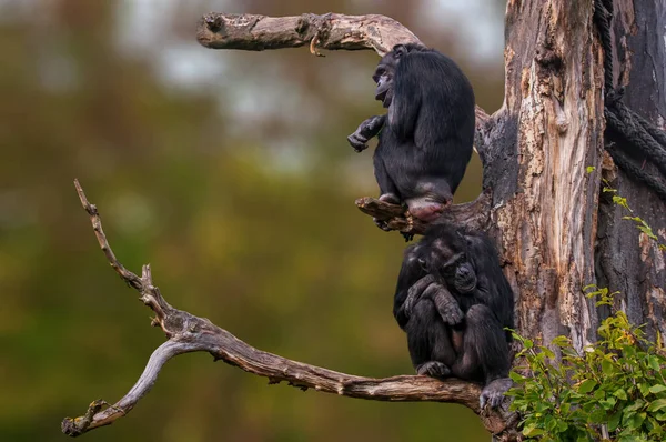Dos Chimpancés África Occidental Sentados Árbol — Foto de Stock