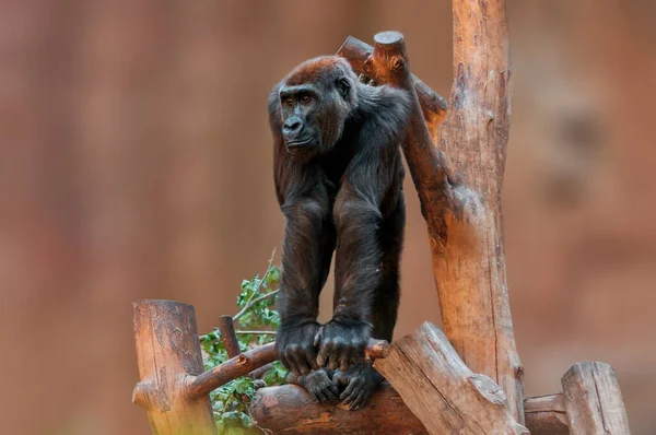 a young gorilla stands on a tree and stares
