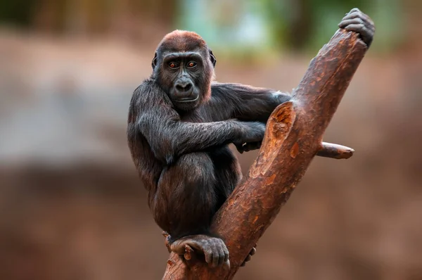 a young gorilla child climbing a tree