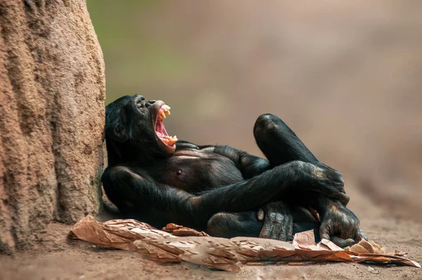 Ein Liegender Westafrikanischer Schimpanse Entspannt — Stockfoto