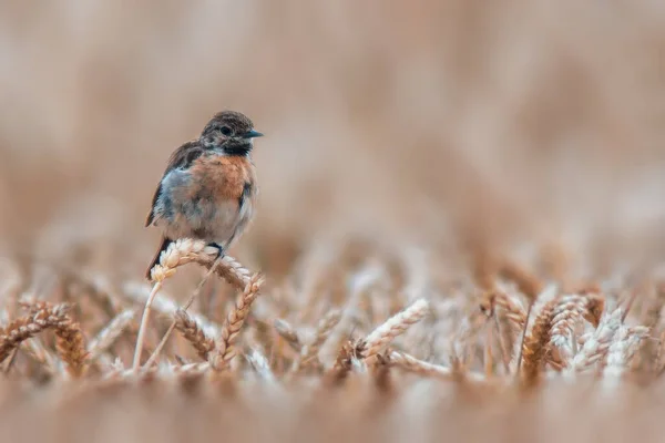 Une Femelle Stonechat Est Assise Sur Une Épi Blé Cherche — Photo