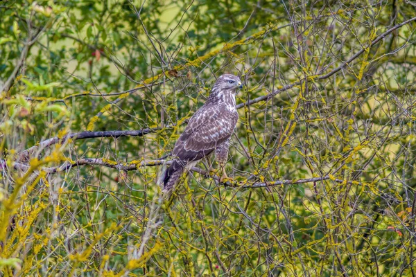 Buzzard Sedí Větvi Stromu — Stock fotografie