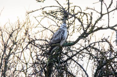 Ağacın dalında bir Şahin oturuyor