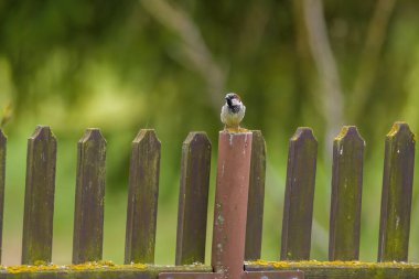 Bir serçe çitin üzerinde oturur.