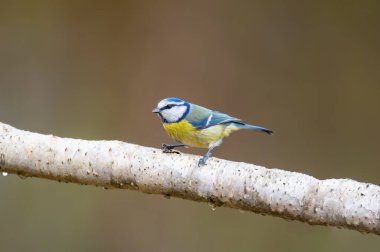 a blue tit sits on a branch