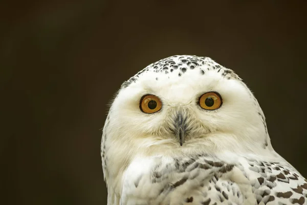 Head Portrait Snowy Owl — Stock Photo, Image