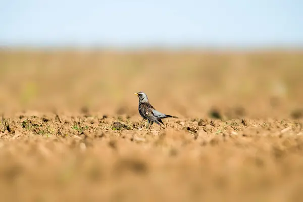 Fieldfare Alla Ricerca Cibo Campo Appena Arato — Foto Stock