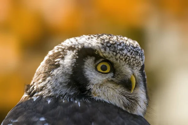 Ein Kopfporträt Einer Habichtskauz — Stockfoto