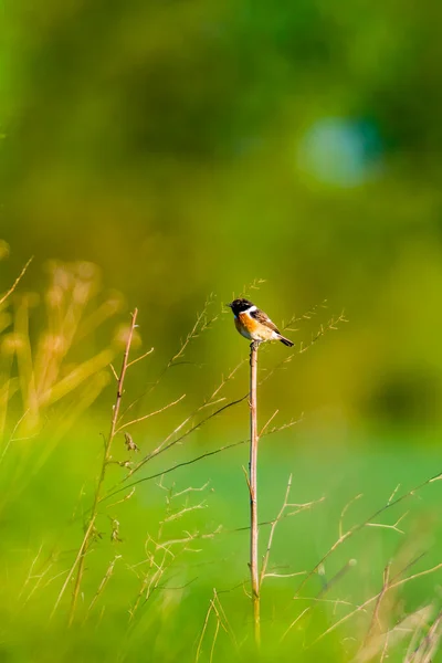 Stonechat Sienta Una Rama Busca Comida — Foto de Stock