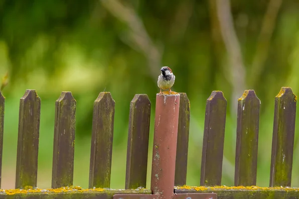 Pardal Senta Uma Cerca — Fotografia de Stock