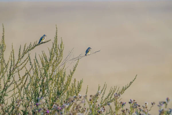 Ispinoz Bir Dala Oturur Yiyecek Arar — Stok fotoğraf