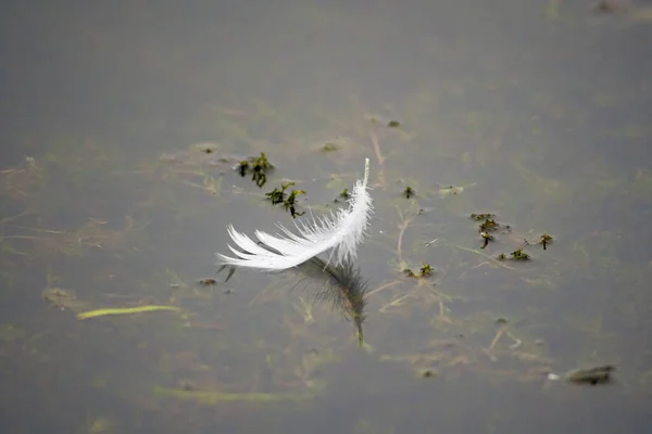 Feather Great Egret Floats Water Pond — Stock Photo, Image