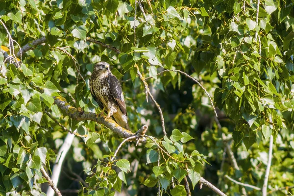 Buzzard Sedí Větvi Stromu — Stock fotografie