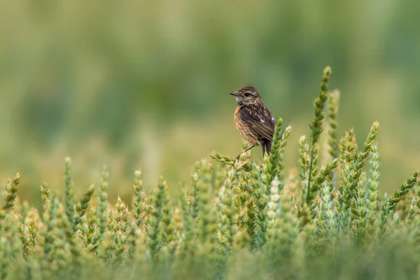 女性の石工が小麦の耳に座り食べ物を探します — ストック写真