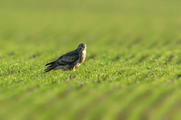 Een Buizerd Zit Het Voorjaar Een Groen Veld — Stockfoto